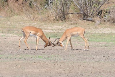 impala5.jpg
