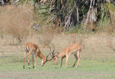 impala9.jpg