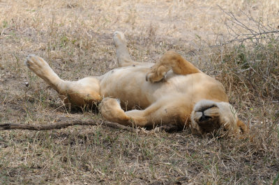 lion 3.jpg
