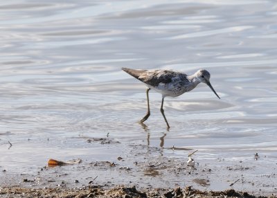 marsh sandpiper.jpg