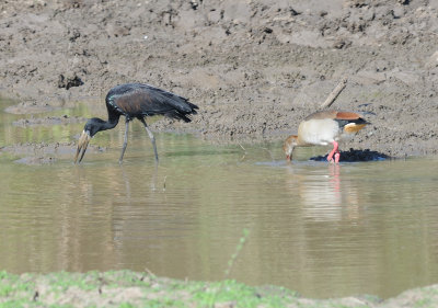 open-billed stork & egyptian goose.jpg