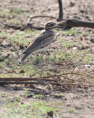 spotted thick-knee.jpg