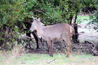 waterbuck2.jpg