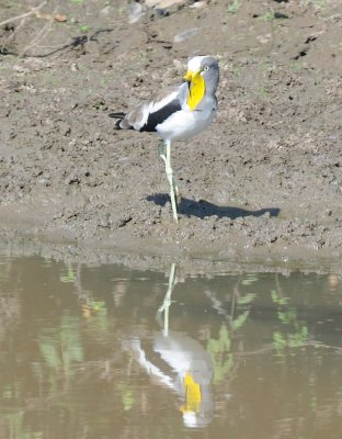 white-crowned lapwing1.jpg
