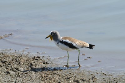 white-crowned lapwing2.jpg