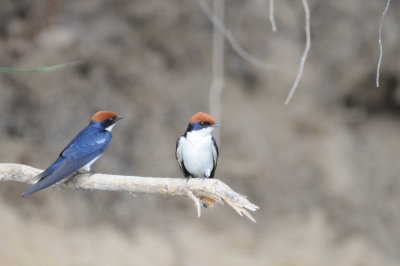 wire-tailed swallow2.jpg
