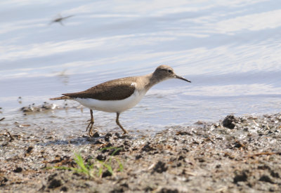 wood sandpiper.jpg
