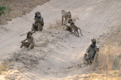 yellow baboon2.jpg