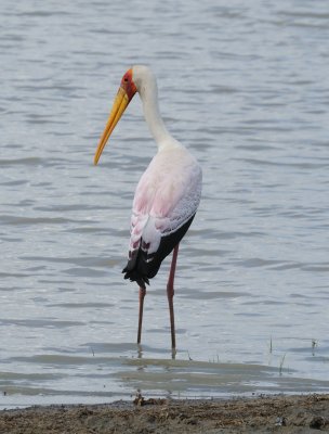 yellow-billed stork.jpg
