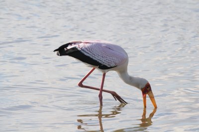 yellow-billed stork4.jpg