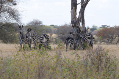zebra1.jpg
