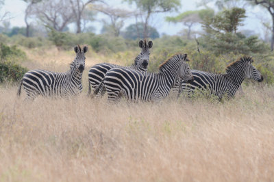 zebra2.jpg