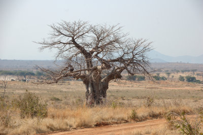 baobab1.jpg