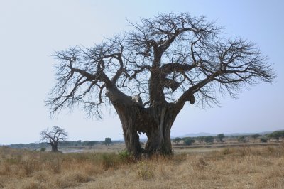 baobab2.jpg