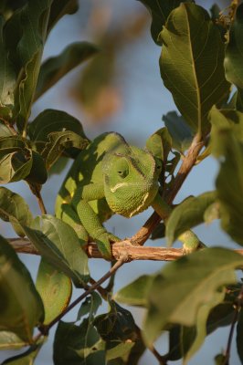 chameleon2.jpg
