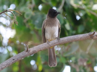 common bulbul2.jpg