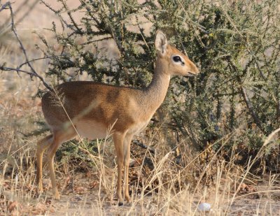 dikdik.jpg