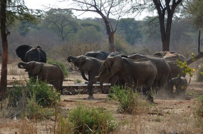 elephant1.jpg