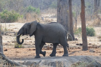 elephant10.jpg