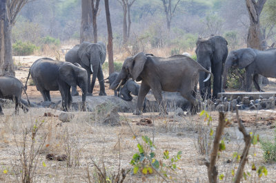 elephant11.jpg