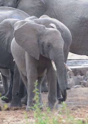 elephant12.jpg