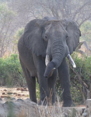elephant13.jpg
