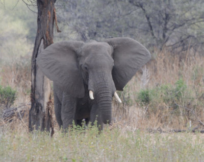 elephant14.jpg