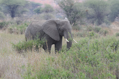 elephant15.jpg