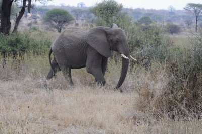 elephant16.jpg