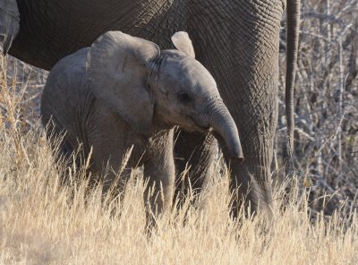 elephant17.jpg