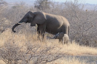 elephant18.jpg