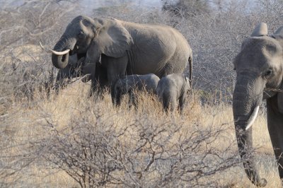 elephant19.jpg