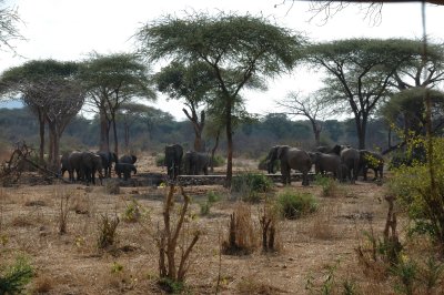 elephant2.jpg