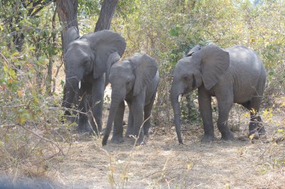 elephant20.jpg