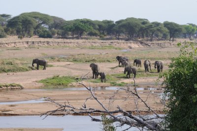 elephant21.jpg