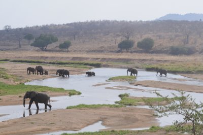 elephant22.jpg