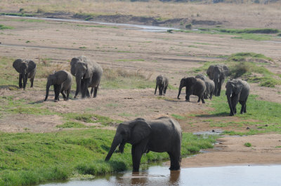 elephant23.jpg