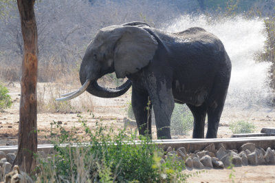 elephant4.jpg