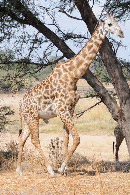 giraffe12.jpg