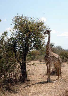 giraffe5.jpg