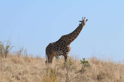 giraffe6.jpg