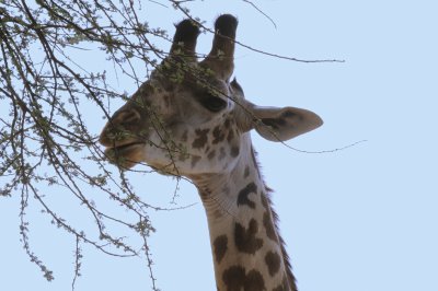 giraffe7.jpg
