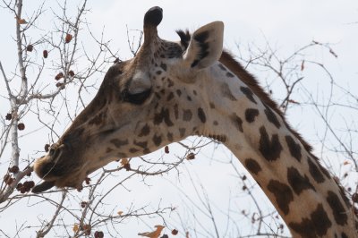 giraffe8.jpg