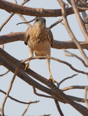 goshawk1.jpg