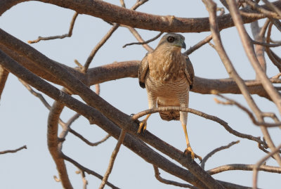 goshawk2.jpg