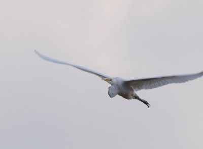 great white egret1.jpg