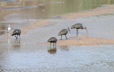 hadada ibis.jpg