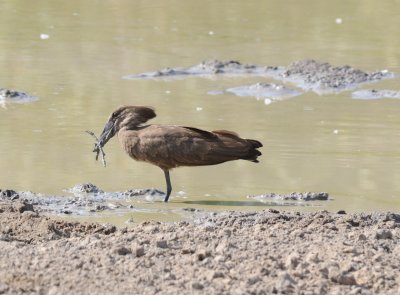 hamerkop.jpg