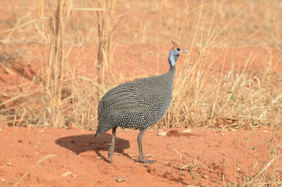 helmeted guinea-fowl.jpg