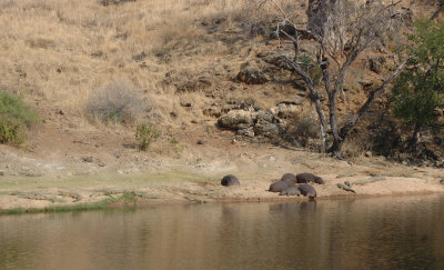 hippo's & crocs.jpg